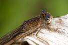 Sympecma paedisca